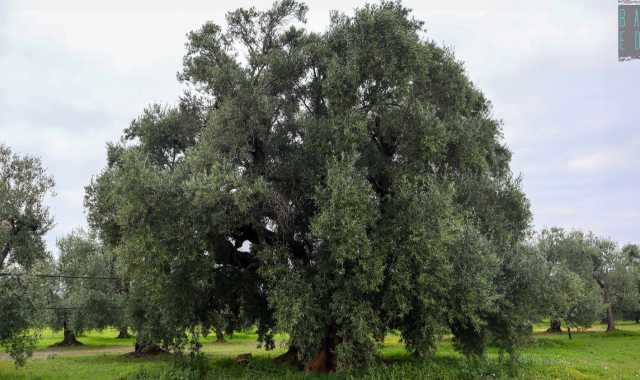La "Pianta Madre": quell'ulivo millenario che ha dato origine alla pregiata Coratina